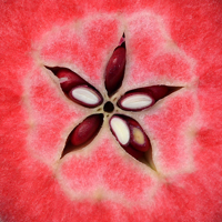 Makrofoto af det indre af rødkødet æble