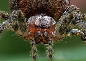 Ekstrem makrofotografering af edderkop.  | Makrofotografering