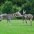 Kicking Zebra