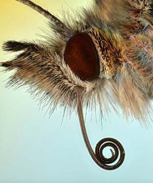 Extreme macro of butterfly's eye and proboscis