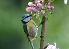 Foto af blåmejse i blomstrende æbletræ - fotos af fugle