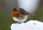 Foto af rødhals i sne - fotos af fugle