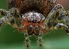 Korsedderkop ekstrem  | Makrofotografering