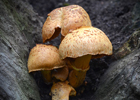 Randskællet Champignon (Agaricus subfloccosus).  | Makrofotografering